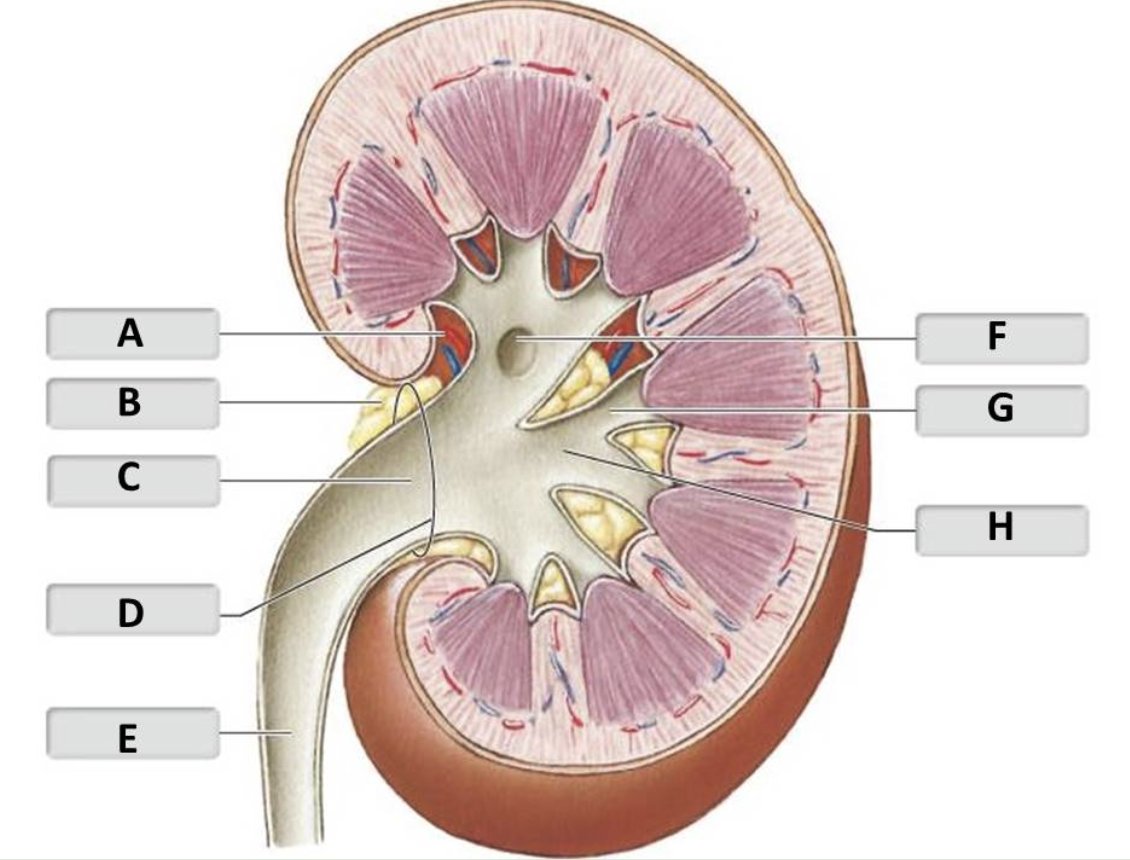 <p>Renal Pelvis</p>