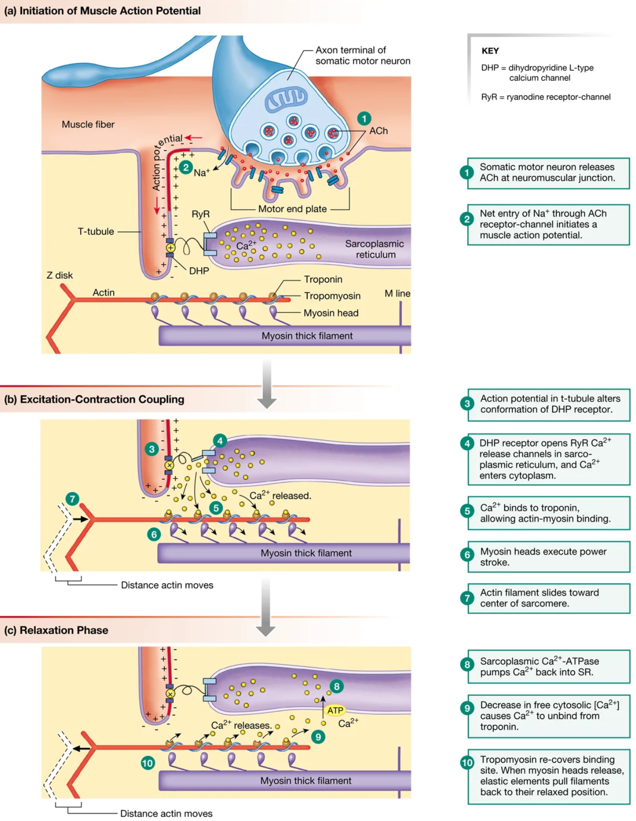 <p>When the somatic motor neuron stops releasing ACh…</p>