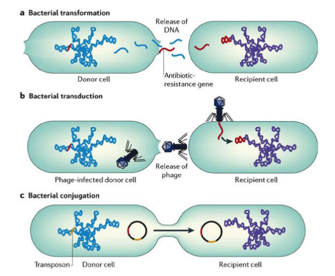 <p>- Once resistance evolves by natural selection & random mutation then mutations can spread by horizontal gene transfer</p><p>- Transformstion = uptake of free DNA from environment</p><p>- Transduction = viral-mediated exchange of bacteria DNA (very random)</p><p>*requires sequence homolgy (similarity) to integrate into genome</p><p>- Conjugation = direct transfer of DNA between related species using a conjugated pilus</p><ul><li><p>plasmid transferred may contain drug-resistance gene eg. R plasmid → resistance plasmid</p></li></ul><p>- The population of bacteria, before exposure to an antibiotic, is composed of genetically variable bacteria.</p><p>- Upon repeated short exposure to antibiotic, natural selection takes place with survival of resistant bacteria</p><p>- Within a mixed population of bacteria there is existing variation</p><ul><li><p>therefore exposure to an antibiotic if high dose → most bacteria will die</p></li><li><p>If there is low or incomplete dosages → creates a weak negative selective pressure → provides oppertunity for inc resistance</p></li></ul><p>- What can we do to fight antibiotic resistance?</p><ol><li><p>Decrease unnecessary exposure to antibiotics</p></li><li><p>Combination drug therapy:</p></li></ol><ul><li><p>Treating a bacterial infection with multiple antibiotics</p></li><li><p>Attacking multiple components of the bacterial cell simultaneously may weaken it enough to clear the infection</p></li></ul><ol start="3"><li><p>Identify new drug targets:</p></li></ol><ul><li><p>Essential and unique components in the bacterial cell</p></li></ul><ol start="4"><li><p>Develop new antimicrobials or chemically alter old drugs to make them more effective against MDR pathogens</p></li><li><p>Development of vaccines against multi-drug resistant pathogens</p></li></ol><p></p><p></p>