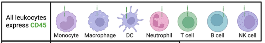 <p>All Leukocytes Express CD45</p>