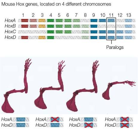 <p>Hox genes in vertebraes</p>