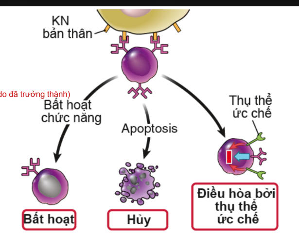 <p>Dung nạp MD ngoại biên lympho B</p>