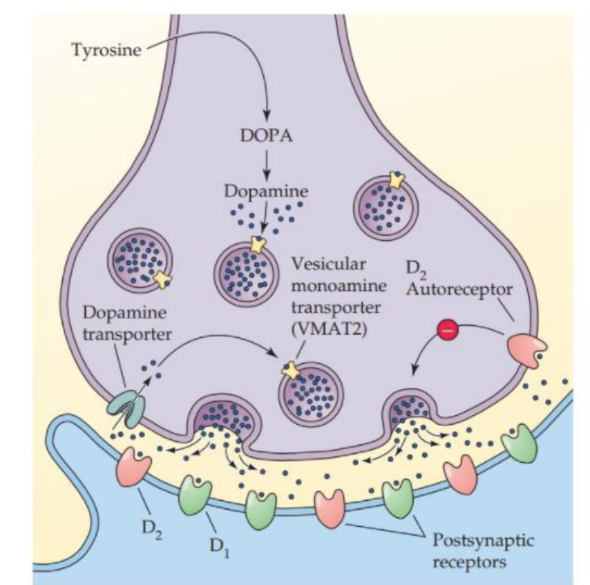 <p><strong>A dopaminergic neuron</strong></p>