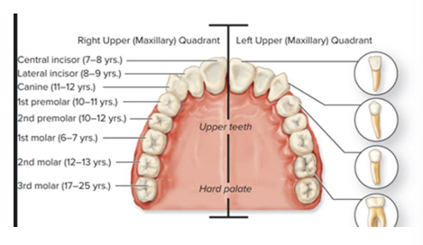 <p>32, 2 incisors, 1 canine, 2 premolars, 3 molars on each side</p>