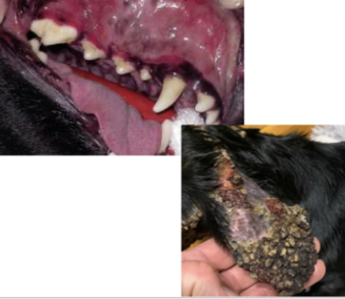 <p>What is the vesiculobullous and.or ulcerative skin disease with uncommon oral involvement, but affected areas inlude intraoral and extraoral sites including the ventrum of the trunk, mucocutaneous junctions, footpads, pinnae, ulcerative stomatitis, and glossitis; nonspecific gingivitis and stomatitis can mimic this disease?</p>