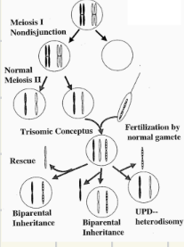<p>When the child posesses one copy of each of the two chromosomes the parent posesses (two seperate chromosomes and one of them is from mom and dad) (if mom has two ab chromosomes, child inherits that)</p>