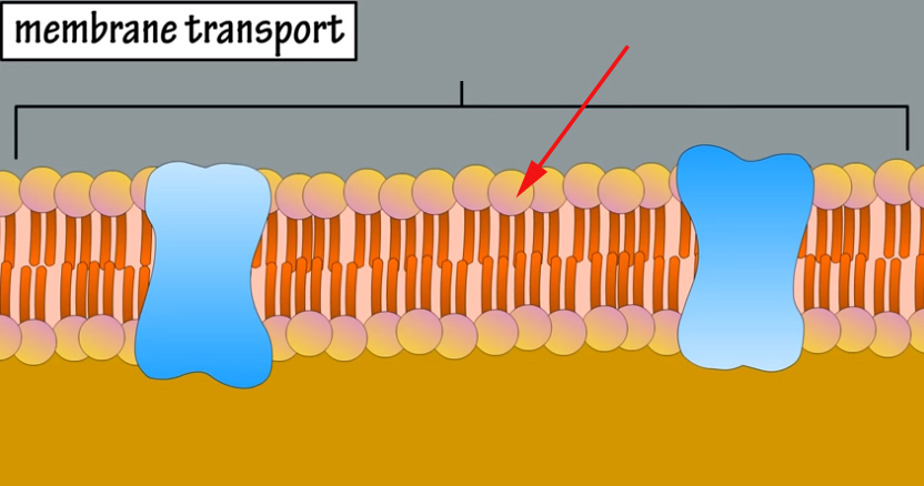 <p><br><span>What are these structures made of?</span></p>