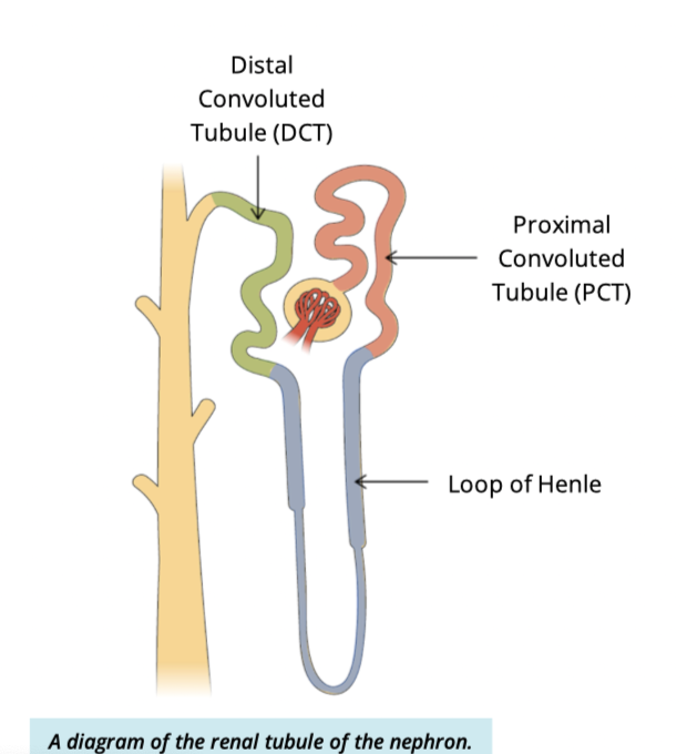 <p>Proximal convoluted tubule → loop of henle —> distal convoluted tubule </p>