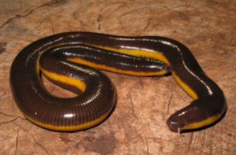 <p>What is the common name of this organism and what class does it belong to?</p>