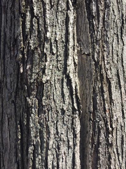 <p>red twigs and buds, opposite-arranged leaves</p>