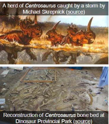 <p>● Triassic-age Metoposaurus bone bed from Portugal</p><p>● Jurassic-age Cleveland-Lloyd Dinosaur Quarry of Utah</p><p>● Jurassic-age Dinosaur National Monument in Utah / Colorado</p><p>● Cretaceous-age Mapusaurus bone bed at Cañadón del Gato, Argentina</p><p>● Cretaceous-age Albertosaurus bone bed from Alberta, Candara</p><p>● Cretaceous-age Daspletosaurus bone bed from Montana</p>