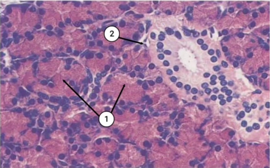 term image