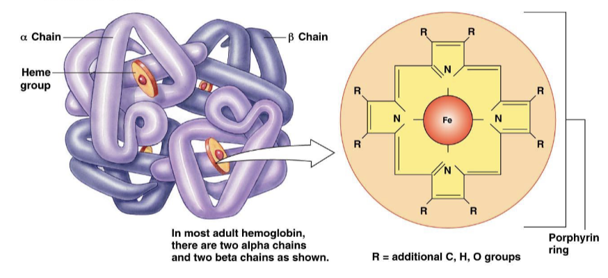 <ul><li><p>a molecule composed of four protein globin chains, each surrounding a central heme group</p></li><li><p>each heme group consists of a porphyrin ring with an iron atom in the center</p></li><li><p>each hemoglobin molecule can reversibly bind to four oxygen molecules</p></li><li><p>when hemoglobin is bound to oxygen, it is referred to as oxyhemoglobin (HbO2)</p></li><li><p>with each O2 that binds, there becomes a stronger affinity for the next O2 to bind</p></li></ul><p></p>