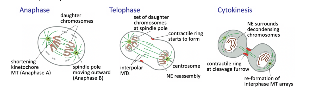<ul><li><p>chromosomes reach the poles</p></li><li><p>NEs refordm around them </p></li><li><p>chromatin recondenses</p></li></ul><p></p>