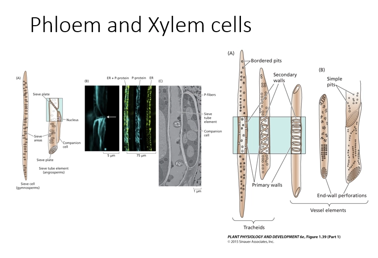 <ul><li><p>different types of microscopy</p></li><li><p>typically use fluroescent dyes that attach to cell walls and using fluoresdcent microscopy to look at the different elements (e.g. shows primary cell walls for shape, and shows secondary cell walls for structures within, pores, etc)</p></li><li><p>can also use electron microscopy, to visualise the components based on their density vs empty space (from electron refraction or absorption)</p></li></ul><p></p>