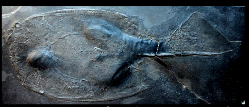 <ul><li><p>Lower Devonian </p></li><li><p>EU, Germany </p></li></ul><p></p>