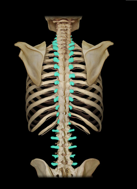 <p>Transverse process</p>
