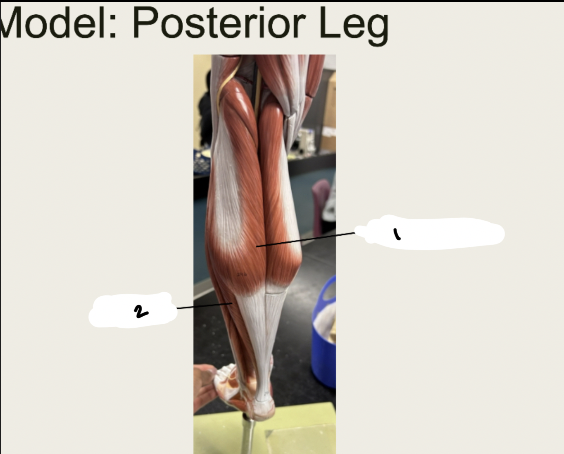 <p>1.XX</p><p>2.XX</p>