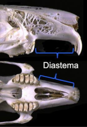 <p>Gap between teeth visible in mammals; often herbivores</p>