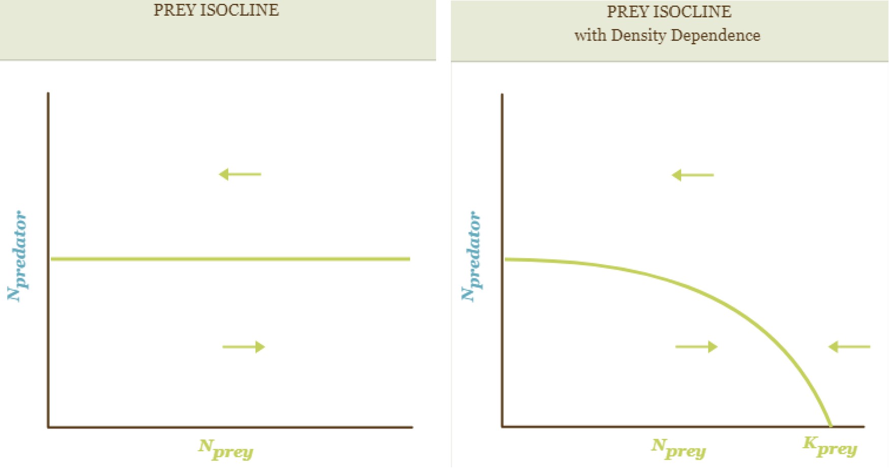 <p>density dependence & prey isoclines</p>