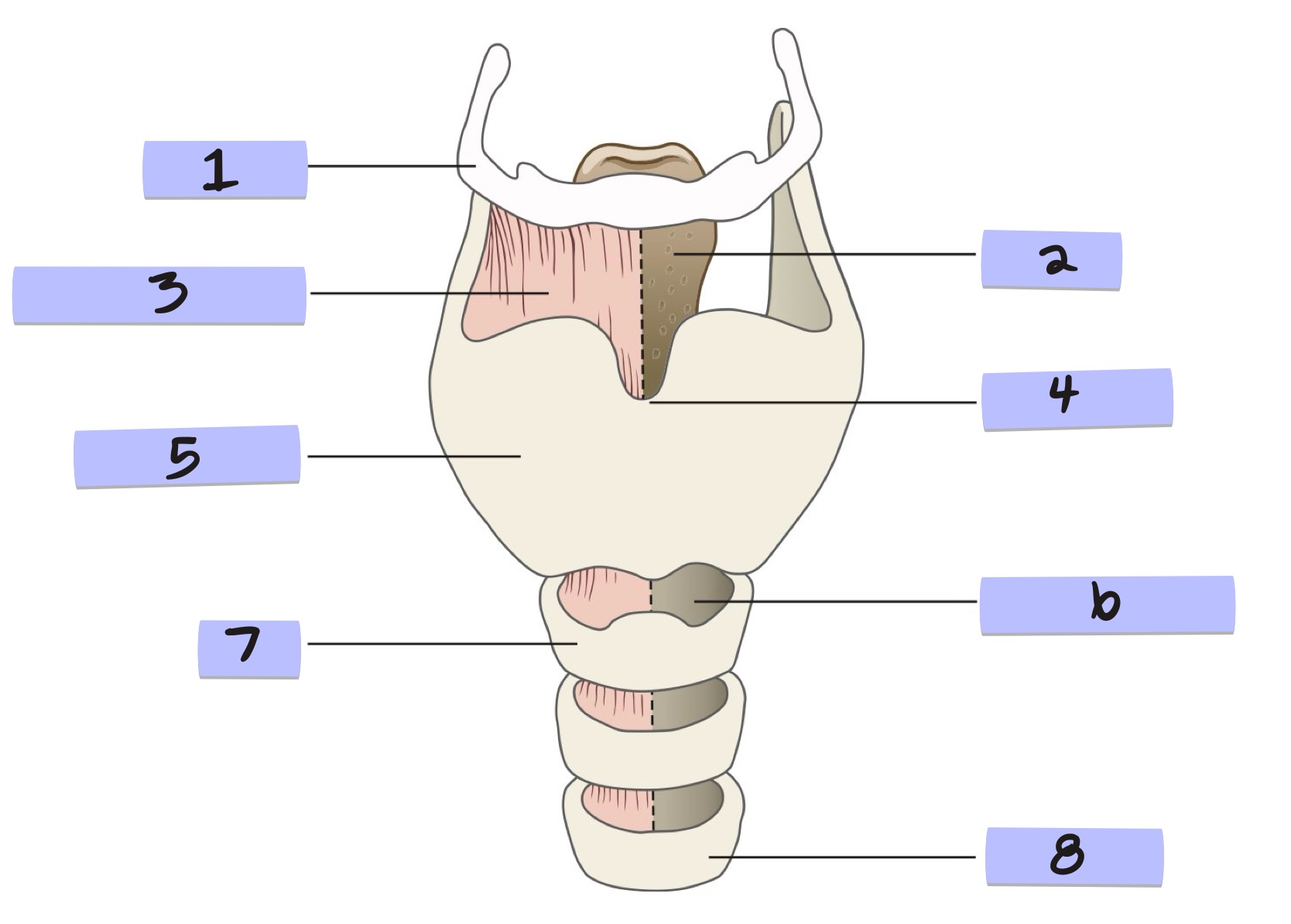 <p>Where is the epiglottis?</p>