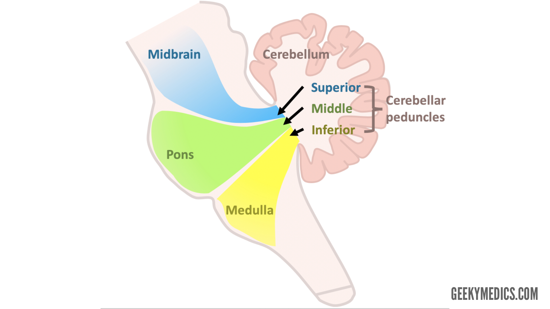 <p>midbrain</p>