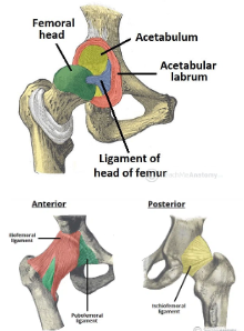 <ul><li><p><span style="background-color: transparent;">acetabulum&nbsp;</span></p></li><li><p><span style="background-color: transparent;">head of femur</span></p></li></ul><p></p>