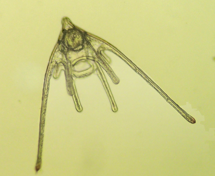 <p>the free-swimming larva form of brittle stars (Ophiuroidea) that exhibits bilateral symmetry</p>
