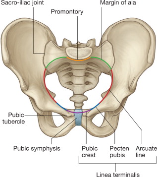 <ol><li><p>pubic tubercle: for the attachment of the inguinal ligament</p></li><li><p>public crest: for the origin (the lower end) of rectus abdominis</p></li><li><p>pubic symphysis: the joint between the left and right hip bones</p></li></ol><p></p>