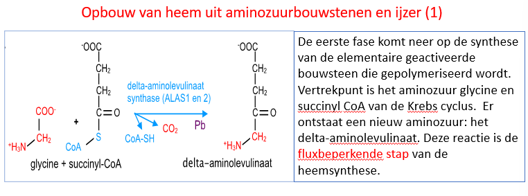 <p>de 1e</p><p>zal ook <span>allosteer geregeld worden door het eindproduct van deze pathway (= heem).</span></p><p style="text-align: left;"><span>Hoe meer heem er dus geproduceerd wordt, hoe trager Gly en succinyl-CoA verbonden zullen worden tot delta-ALA en dan zal er dus ook minder heem geproduceerd worden.</span></p>