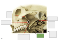 <p>Inferolateral view: This is the</p>