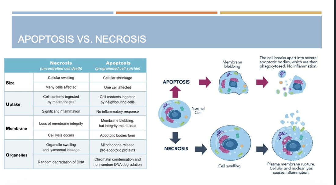 <p>Apoptosis- blebbing </p><p>Necrosis- swelling</p>