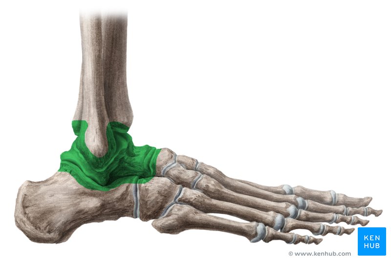 <p><strong>Typ</strong></p><p>Synovialled, gångjärnsled</p><p></p><p><strong>Skelettdelar</strong></p><p>Os tibia</p><p>Os fibula</p><p>Os talis-trochlea</p><p></p><p><strong>Rörelser</strong></p><p>Plantarflexion</p><p>Dorsalflexion</p>