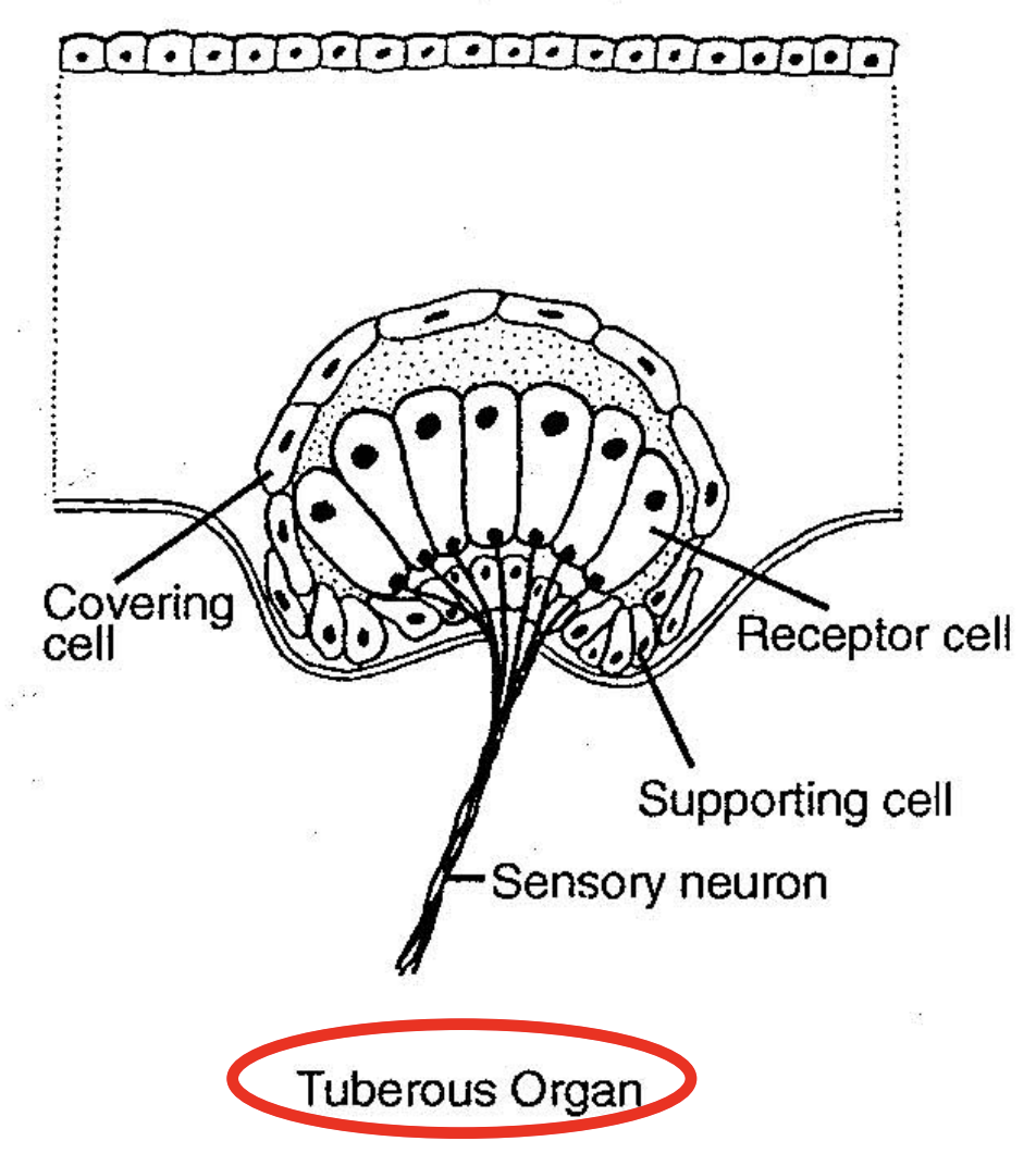 <p>with tuberous organ receptors (bud-shaped swellings under the skin)</p>