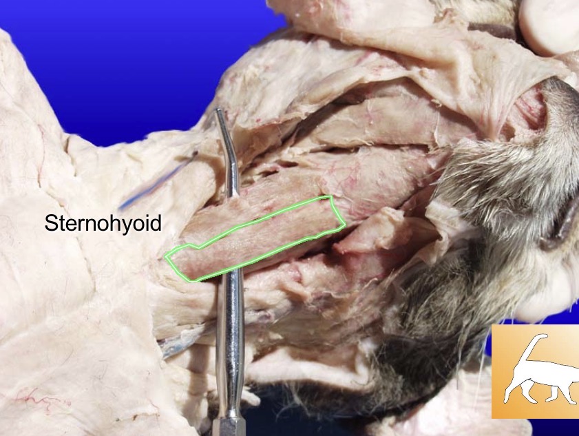 <p>Sternohyoid</p><p>action: depresses hyoid</p><p>s: thyrohyoid</p>