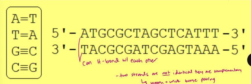 <p># A’s in one strand = # T’s in complementary strand</p><p># G’s in one strand = # C’s in complementary strand</p><ul><li><p>they can H bond with each other, the two strands are not identical they are complementary (watson  and crick base pairing)</p></li></ul><p>Complementarity involves the ability to H-bond when the strands are antiparallel.</p>