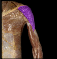 <p>shoulder flexion, extension, and abduction</p>