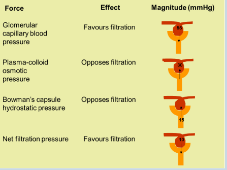 <p><span style="color: purple;">forces affecting GFR </span>an be represented by formula (Starling’s formula):</p><p>GFR = Kf(ΔP) - Δπp</p><p>• <span style="color: purple;">(Kf = capillary filtration coefficient (barrier permeability x area))</span> – adjusted for in following values).</p><p>• GFR = (PGC - PBS) - (πGC - πBS)</p><p>• GFR = (55 - 15) - (30 - 0)</p><p>• GFR = 40 - 30</p><p>• GFR = 10 mmHg</p><p></p><p>The Three Pressures - blood vs tubule</p><p><span style="color: purple;"><strong>Glomerular Capillar</strong></span><strong>y Blood Pressure (55 mmHg)</strong></p><ul><li><p>This is the main <span style="color: purple;"><strong>pushing force</strong></span> - we are pushing out everything in your blood except for blood cells and large proteins → filtrate (waste products and nutrients)</p></li><li><p>It pushes fluid <strong>out</strong> of the blood vessel.</p></li><li><p>It favors filtration</p></li></ul><p>What gets pushed out:</p><ul><li><p><strong>Water</strong>: The main fluid carrying everything.</p></li><li><p><strong>Wastes</strong>: Urea, uric acid, and creatinine.</p></li><li><p><strong>Nutrients</strong>: Glucose (sugar) and amino acids.</p></li><li><p><strong>Salts/Electrolytes</strong>: Sodium, potassium, and chloride.</p></li></ul><p>What stays behind in the blood (because too big pass through):</p><p>-red and white blood cells, large proteins like albumin creating that pulling force</p><p></p><p></p><p><span style="color: purple;"><strong>Plasma-Colloid Osmoti</strong></span><strong>c Pressure (30 mmHg)</strong></p><ul><li><p>This is a<span style="color: purple;"> <strong>pulling forc</strong></span><strong>e</strong> caused by proteins (cos blood contains large proteins like albumins, they are too big to pass through filter, so they stay trapped inside the blood vessel, and by physical law (osmosis) water is naturally pulled back in because the blood is now concentrated.</p></li><li><p>It pulls fluid <strong>back into</strong> the blood vessel.</p></li><li><p>It opposes filtration.</p></li></ul><p></p><p><strong>B</strong><span style="color: purple;"><strong>owman's Capsule Hydrosta</strong></span><strong>tic Pressure (15 mmHg)</strong></p><ul><li><p>This is a <strong>b</strong><span style="color: purple;"><strong>ack-pressu</strong></span><strong>re</strong> from fluid already filtered - it’s like a funnel-think of coffee, fluid can only drain down the tube so fast, because the funnel stays full, fluid backs up - creating this backup of fluid</p></li><li><p>It pushes fluid <strong>back into</strong> the blood vessel.</p></li><li><p>It opposes filtration.</p></li></ul><p></p><p><strong>Essentially, this renal corpuscle just sorts things out by size and not usefulness, because your kidney accidentally pushings things your body needs like sugar and water, so later down the tube the kidney needs to actively grab the good stuff back in and put it in your blood.</strong></p><p></p><p><strong>In terms of squeezing blood out of the blood vessel and into the capsule, the fluid passes through a three-layer sieve:</strong></p><ol><li><p><span style="color: purple;">capillary pores (fenestrations</span>) - to stop <span style="color: purple;">blood cells from escaping</span></p></li><li><p><span style="color: purple;">basement membrane</span> - gelatin mesh barrier - uses <span style="color: purple;">negative charge to repel large proteins</span></p></li><li><p><span style="color: purple;">podocyte filtration slits</span> - foot processes of podocytes interlocking and creating narrow gaps called <span style="color: purple;">filtration slits</span> - finest gateway letting fluid escape into rest of kidney</p></li></ol><p></p>