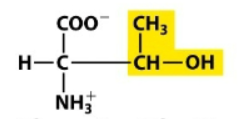 <p>Which amino acid is this?</p>