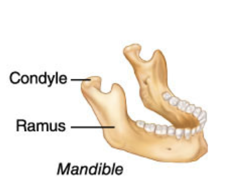 <p>Rounded articular projection</p>