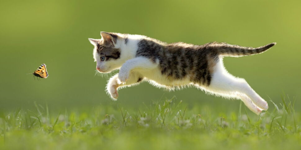 <p>cat</p>