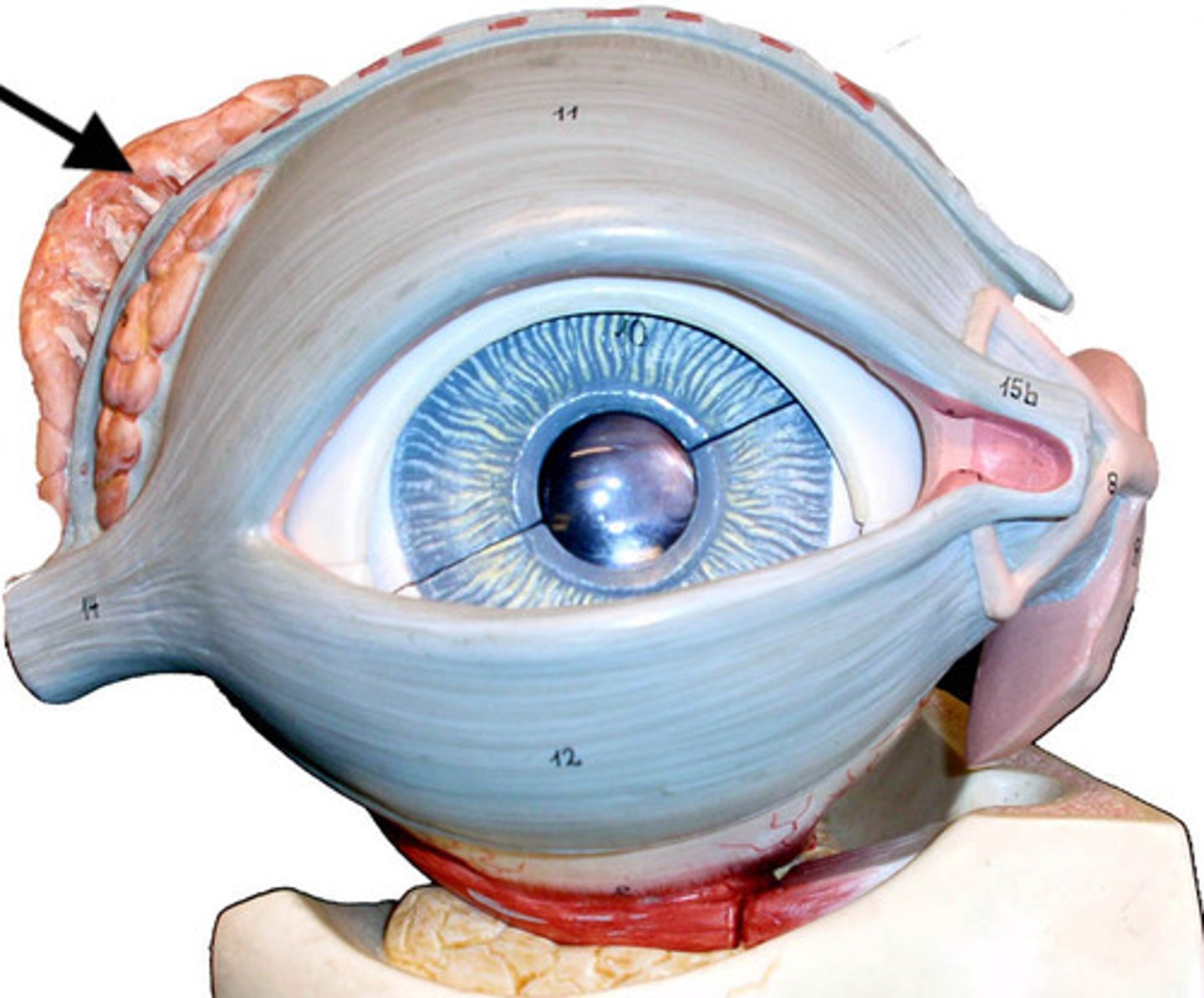 <p>gland located in the upper outer region above the eyeball that secretes tears. produces tears which then flow into canals that connect to the lacrimal sac.</p>