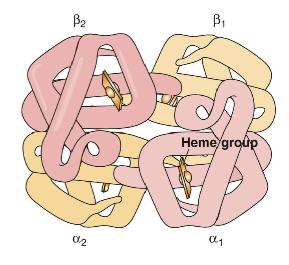 <ul><li><p>a globular protein found in the cytoplasm of red blood cells</p></li><li><p>Adult protein is a <strong><em>heterotetramer </em></strong><em>(different polypeptides)</em></p><ul><li><p>4 polypeptides</p><ul><li><p>2 is a globin subunits</p></li><li><p>2 is b-globin subunits</p></li></ul></li></ul></li><li><p>Each subunit contains a cofactor</p><ul><li><p>Heme group (iron-containing porphyrin ring - prosthetic group - not going to dissociate - binds forever with the protein)</p></li><li><p>Able to bind to O2 and deliver</p></li></ul></li><li><p>Binding to O2 causes conformational changes in the protein</p><ul><li><p>Make it more easier for O2 to bind</p></li></ul></li></ul><p></p>
