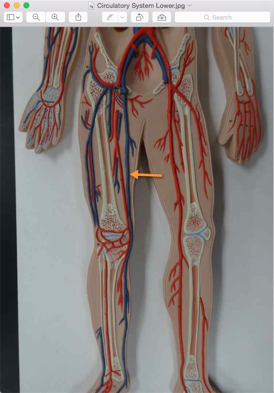 <p>Name the structure</p>