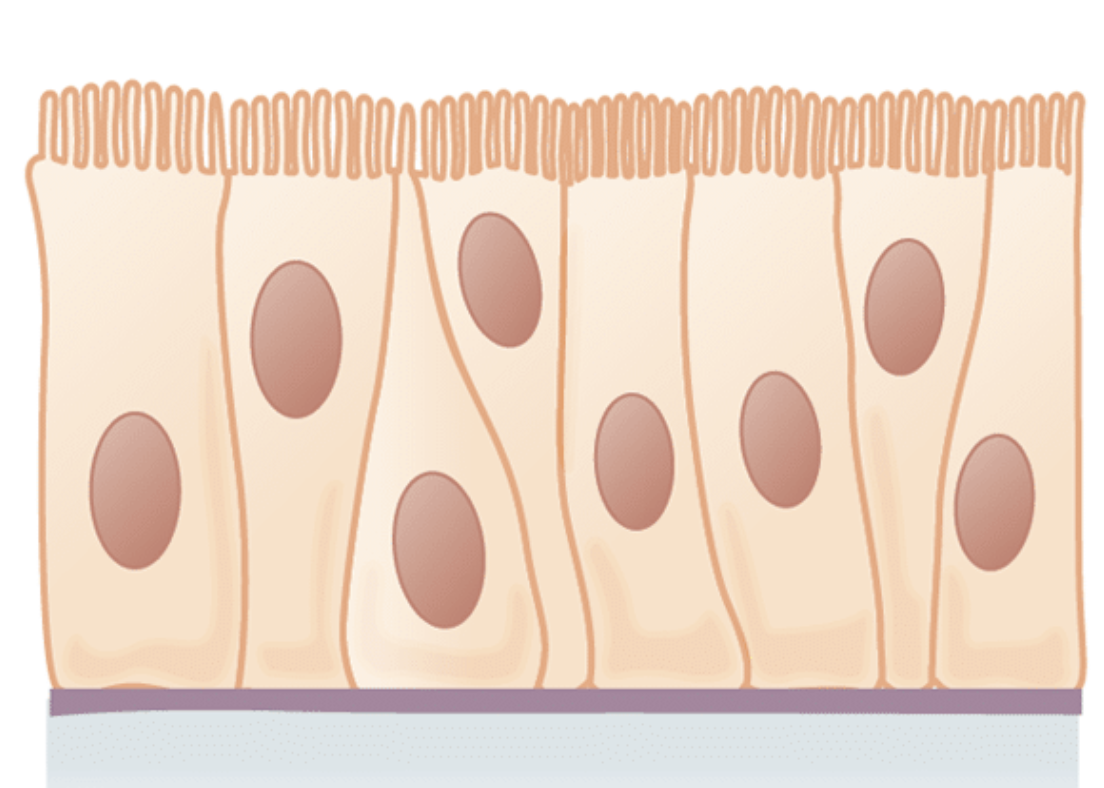 <p>It's lined with a ciliated pseudostratified columnar epithelium rich in mucus-producing goblet cells</p><ul><li><p><strong>Pseudostratified</strong>: Looks like multiple layers, but actually all cells touch the basement membrane so it is one single layer</p></li><li><p><strong>Columnar</strong>: Cells are tall and rectangular</p></li><li><p><strong>Goblet cells:</strong> Specialized epithelial cells that in this case produce and secrete mucus</p><p></p></li></ul><p></p>