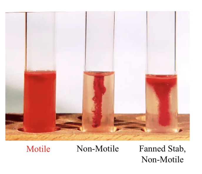 <p>Tetrazolium dye</p>