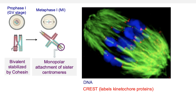 <ul><li><p>Cohesion must be <strong>removed stepwise</strong> during meiosis</p></li><li><p>At division:</p><ul><li><p>Chromosomes reorient → pulled to <strong>opposite poles</strong></p></li><li><p>Cohesion broken between homologues</p></li></ul></li><li><p>Outcome:</p><ul><li><p>One set lost in <strong>polar body</strong>, one retained in oocyte</p></li></ul></li></ul><p></p><ul><li><p>Cleavage must occur stepwise</p></li><li><p>Cohesion breaking is tightly controlled</p></li><li><p>Ensures correct chromosome segregation</p></li></ul><p></p>