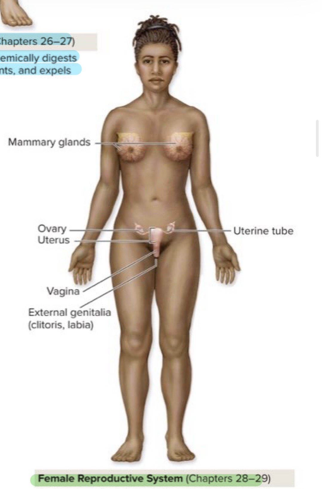 <p>Female Reproductive System</p>
