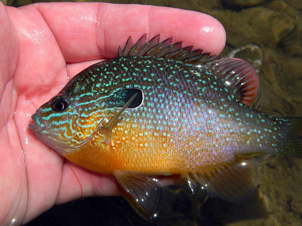 <p>colorful, with an olive to rusty-brown back, bright orange belly and vermiculate blue-green bars on the sides of its head, the latter two features most pronounced in breeding males. A unique characteristic of longear sunfish is their elongated operculum flap, giving an appearance of a "long ear". It is black and often has a white margin. </p>