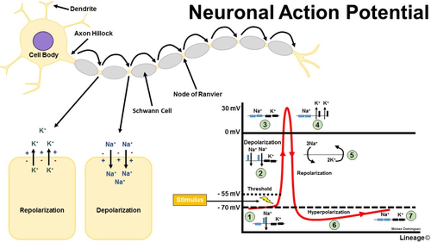 <p>1. neuron structure:</p><p>- DENDRITES = branch-like, RECEIVE info &amp; pass to axon)</p><p>- CELL BODY = think regular cell - includes nucleus, mitochondria, ribosomes &amp; Golgi complex </p><p>- AXON = TRANSMITS info from cell body to other cells</p><p>2. action potential:</p><p>1) when sufficient stimulation, Na+ channels open (causing ➕charged ions to flow in) -- depolarization</p><p>2) repolarization = "pumpkin" --> Na+ CLOSE; K+ channels OPEN; positively charged K+ ions leave </p><p>3) refractory period = cannot refire during this time</p><p>3. all-or-none principle: once stimulation exceeds the threshold, resulting action potential always same intensity</p>